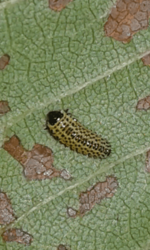 Larve di Xanthogaleruca luteola (Chrysomelidae)? S.